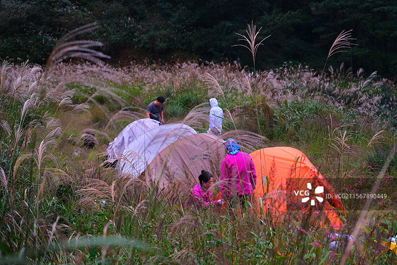 芦苇草地里帐篷露营的人们图片素材