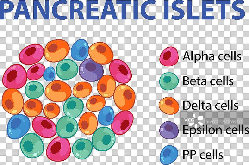 不同的胰岛细胞图片素材