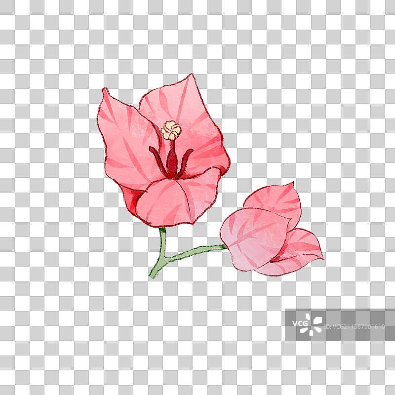 三角梅花朵图片素材