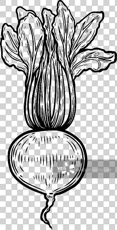 白色背景上的甜菜根雕刻图案图片素材