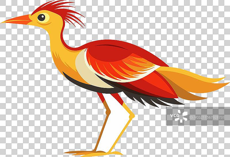 非洲火鹤图片素材