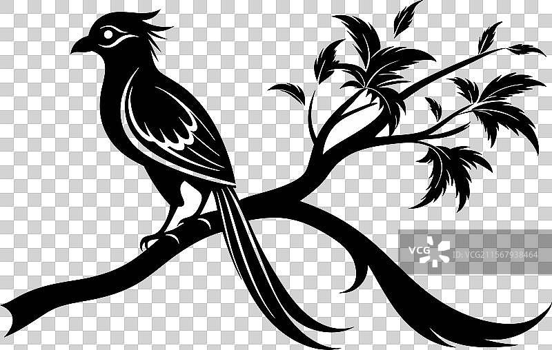 亚洲长尾鹦鹉图片素材