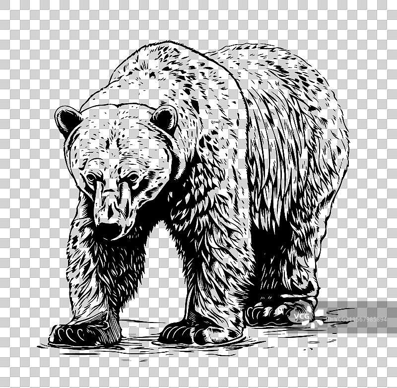 手绘北极熊肖像素描图片素材