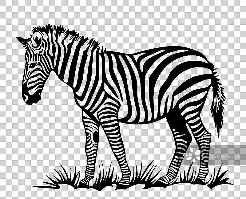 黑白斑马图片素材