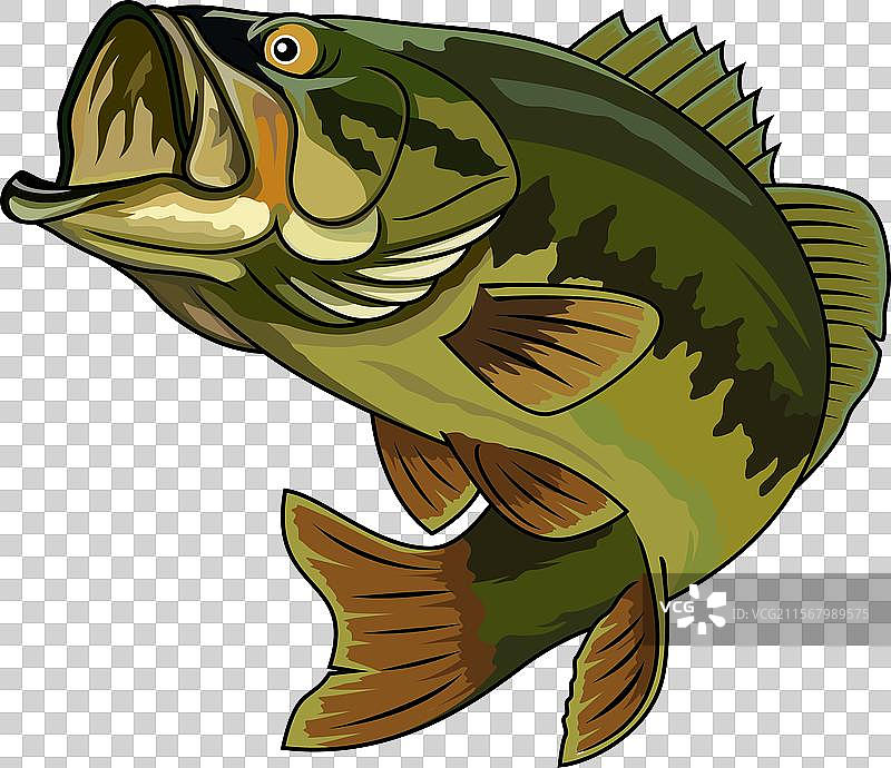 鲈鱼钓鱼标志图像图片素材