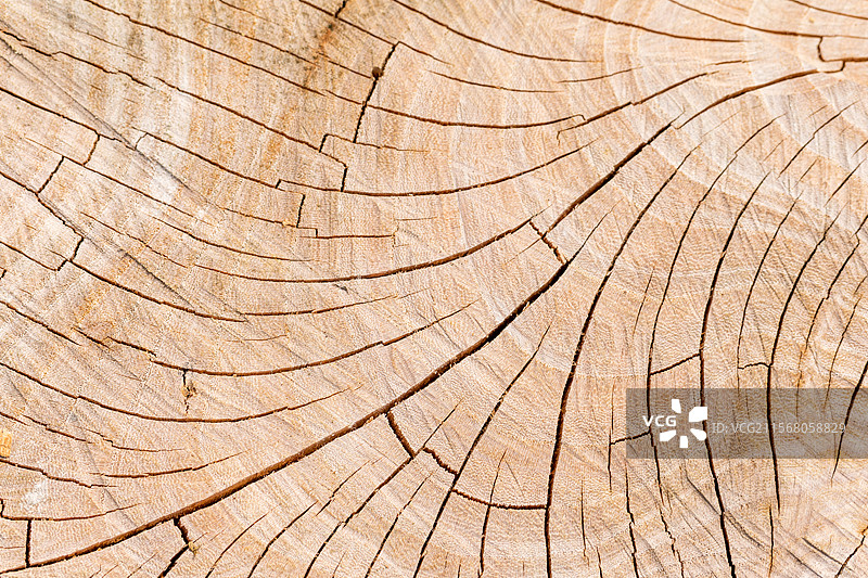 树木的纹理 年轮图片素材