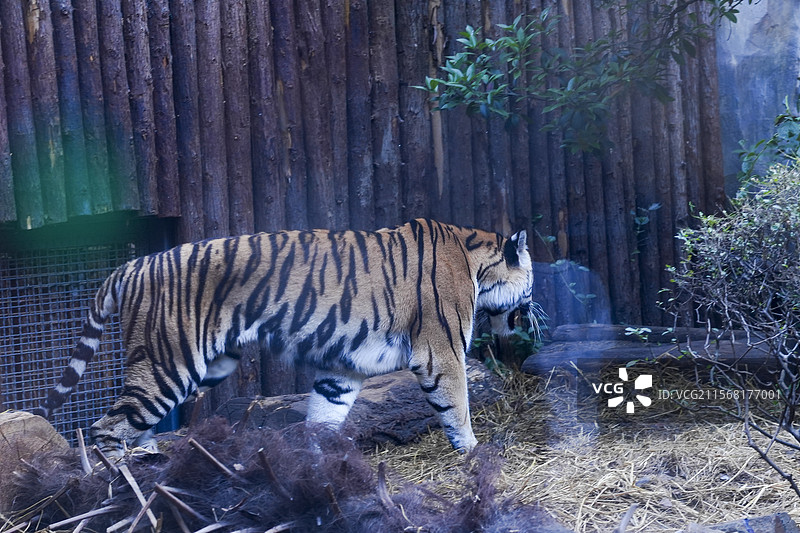 南京红山森林动物园的虎馆位于园区的中心地带，占地面积约1.5万平方米，是目前国内最大的虎馆之一。图片素材