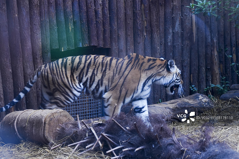 南京红山森林动物园的虎馆位于园区的中心地带，占地面积约1.5万平方米，是目前国内最大的虎馆之一。图片素材