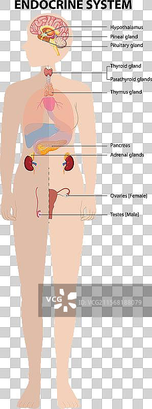 人类内分泌系统器官图片素材