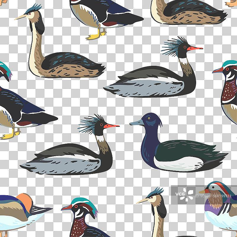 不同种类水鸟的无缝图案图片素材