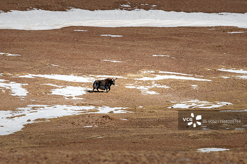 青海玉树州，可可西里核心区，无人区，青藏公路，青藏铁路沿线风光，路边的野牦牛图片素材