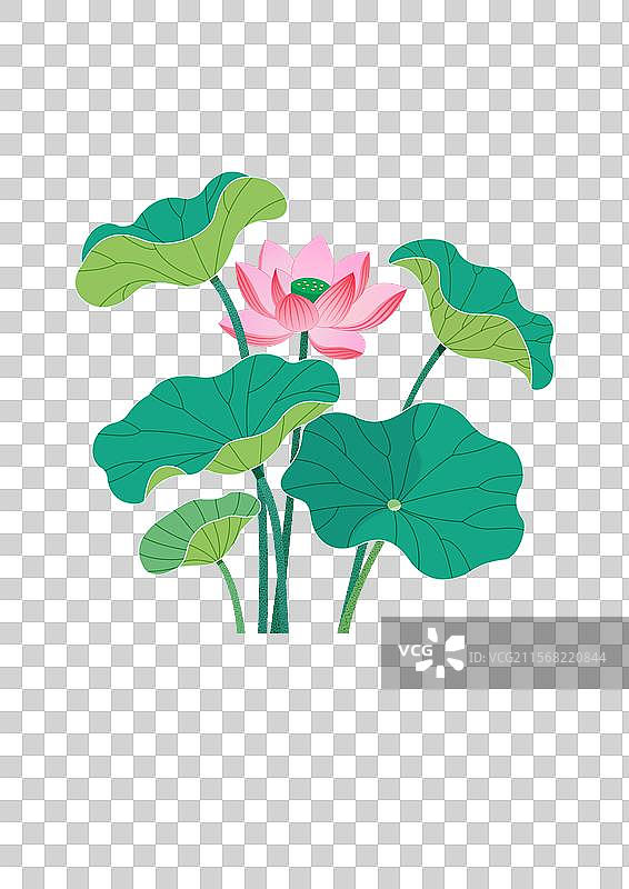 盛夏时节的荷塘清图片素材