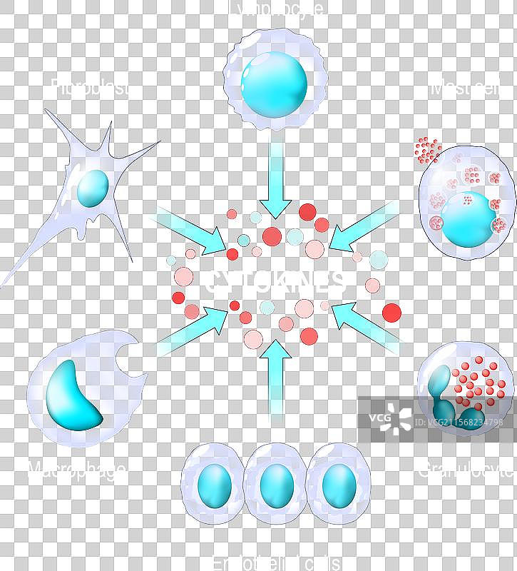 细胞因子由巨噬细胞淋巴细胞产生。图片素材