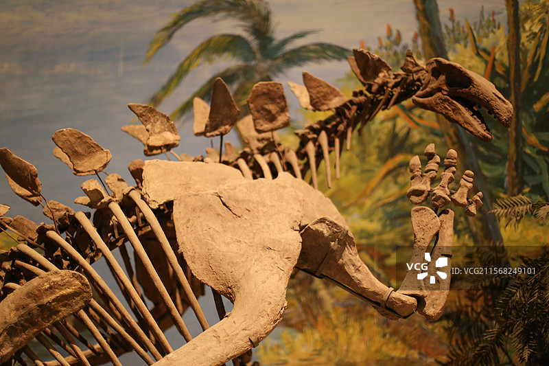 四川自贡恐龙博物馆展出的恐龙化石标本图片素材