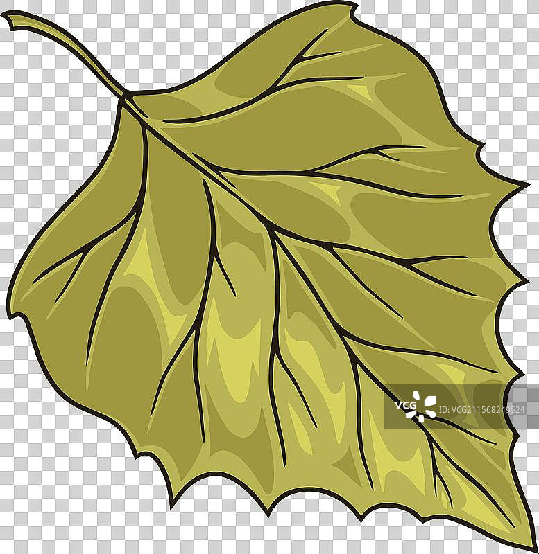 白桦树叶绿色贴纸图片素材