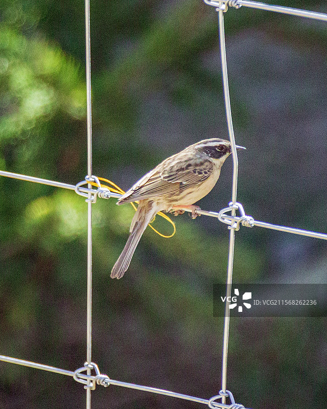 眼斑岩鹨图片素材
