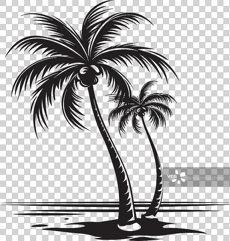 海滨棕榈树的海岸线图形图片素材