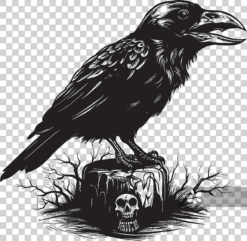 乌鸦的沉思：黑暗的乌鸦注视着骷髅艺术图片素材