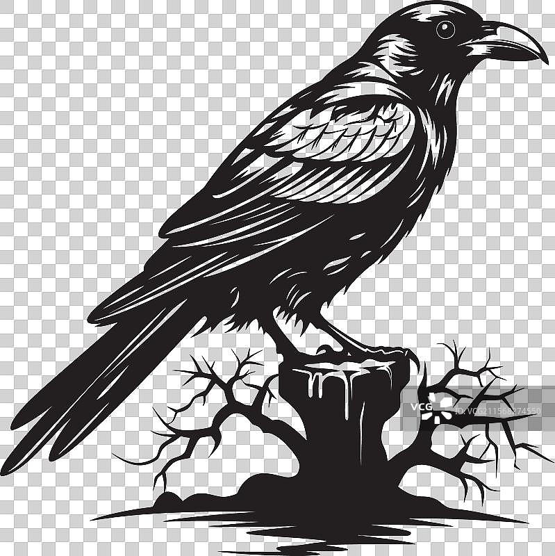 乌鸦的敬畏骷髅徽章沉思的乌鸦图片素材