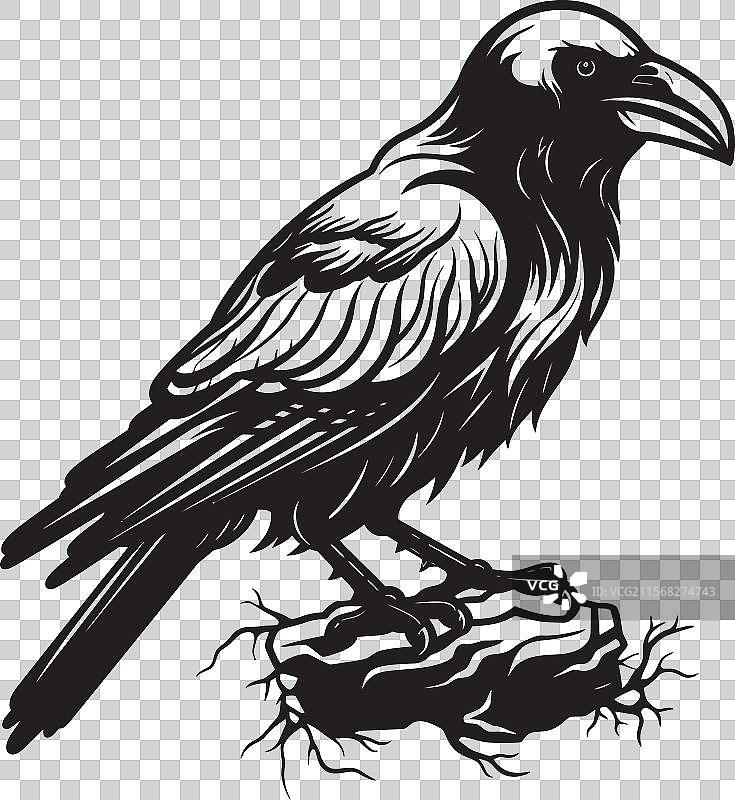 阴郁的预兆，乌鸦栖息在骷髅阴影上的标志图片素材