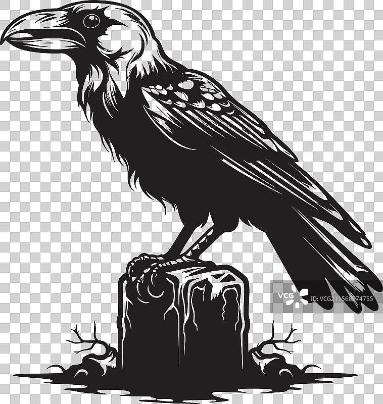 骷髅上方的神秘乌鸦图标图形象征意义图片素材