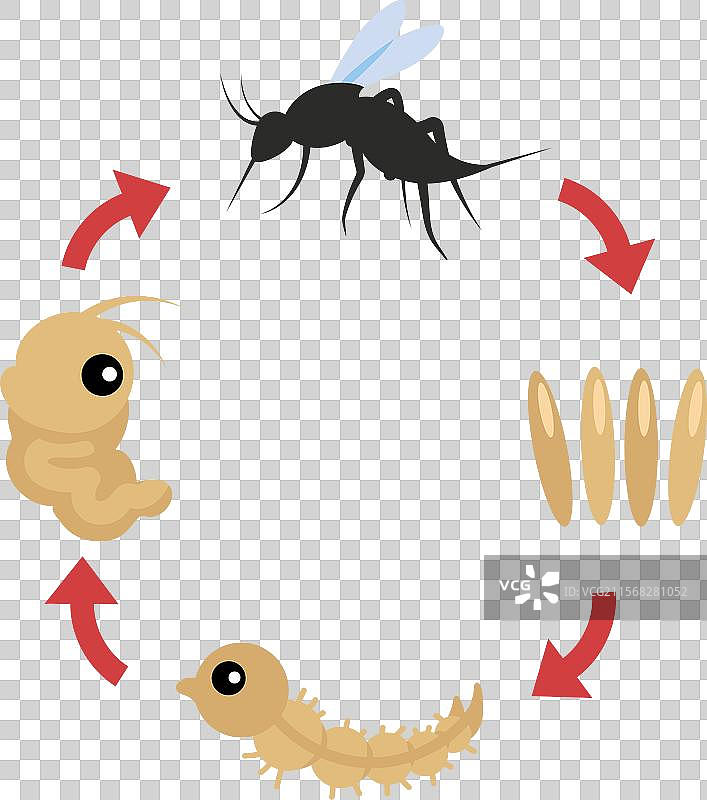 蚊子的生命周期、发育和繁殖图片素材