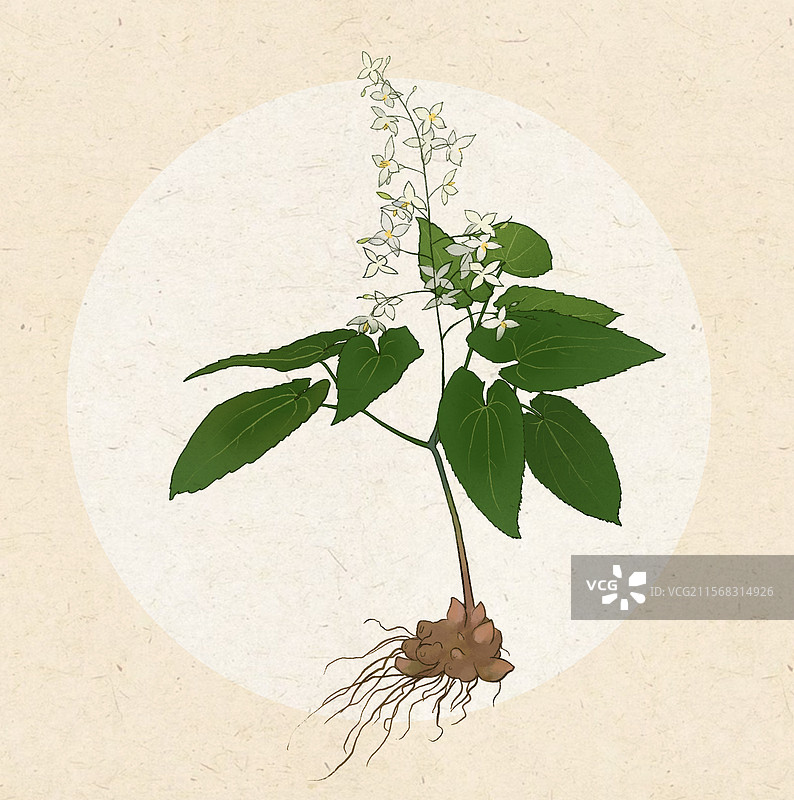 淫羊藿图片素材