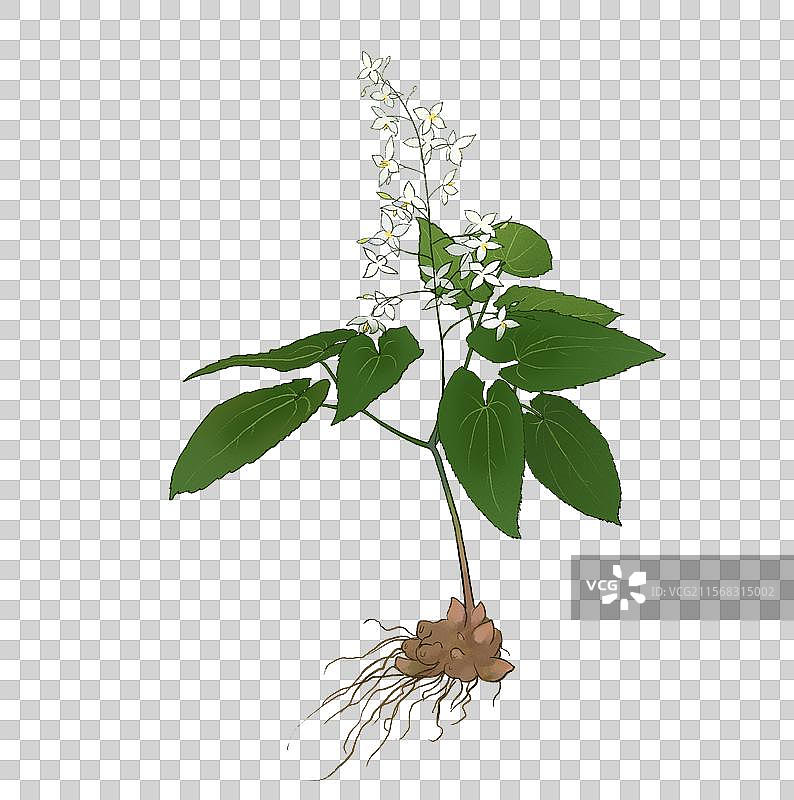 淫羊藿图片素材