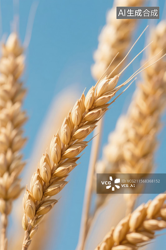 【AI数字艺术】金黄麦穗与蔚蓝天空图片素材
