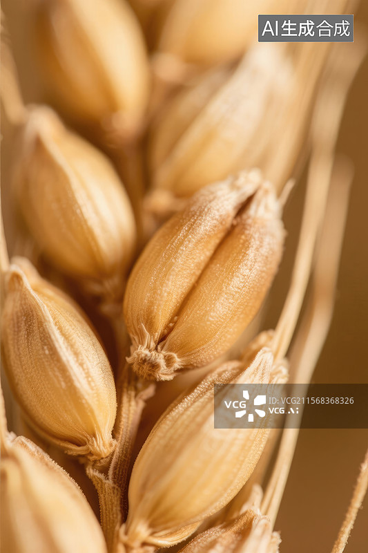 【AI数字艺术】小麦穗的近距离特写图片素材