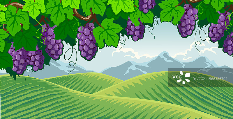 山丘上的葡萄园景观图片素材