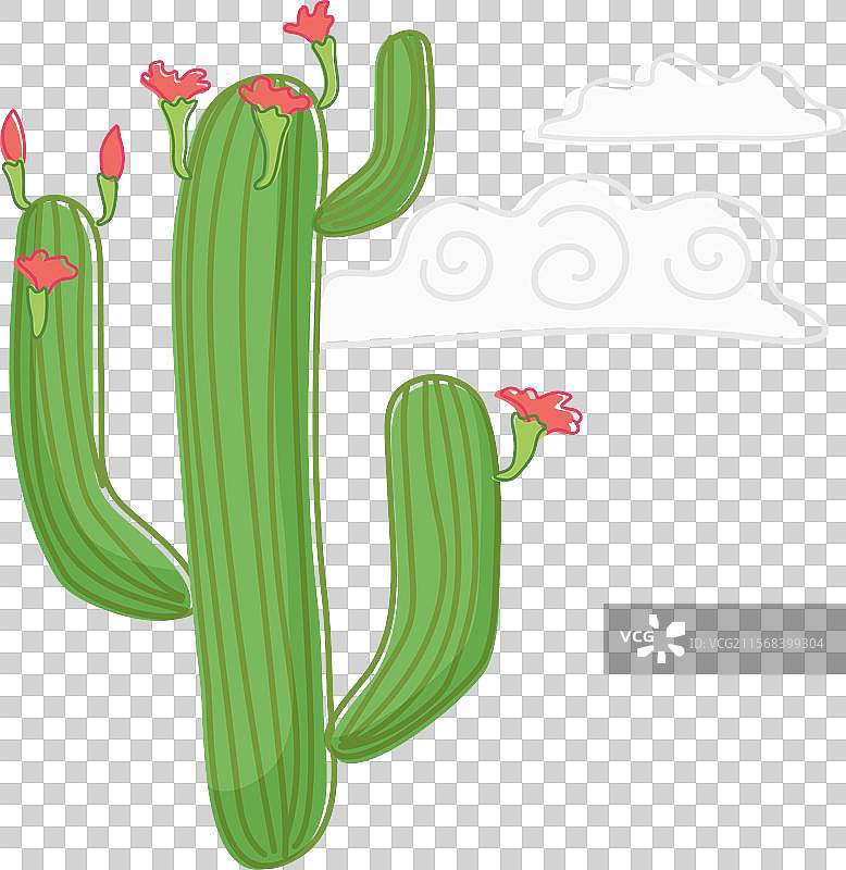 可爱的绿色墨西哥野生仙人掌，开着粉色花朵图片素材