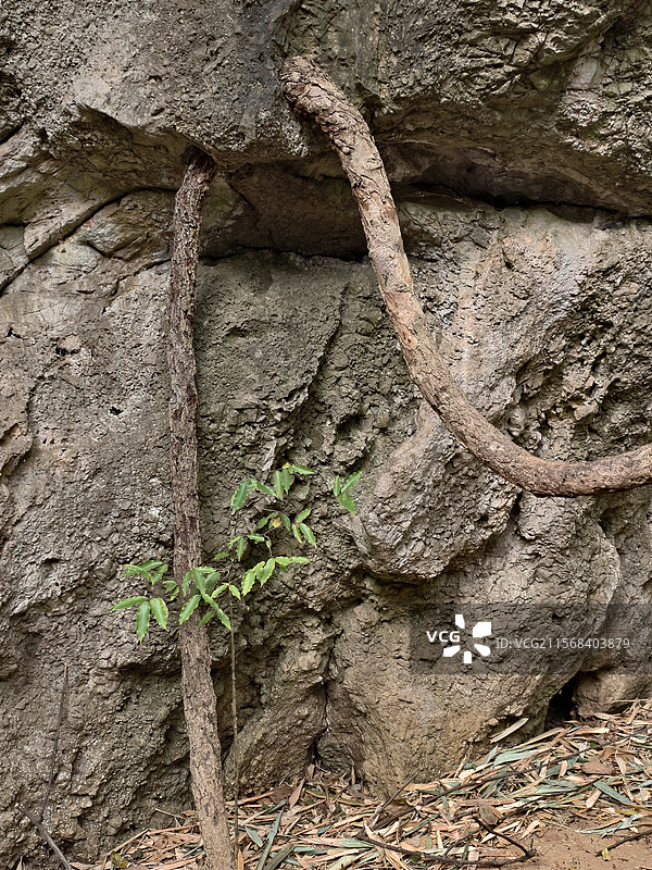 生命的力量图片素材