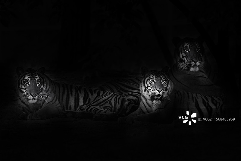 王者风范图片素材