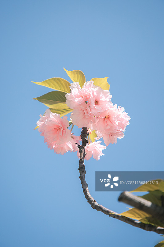 樱花SAKURA图片素材