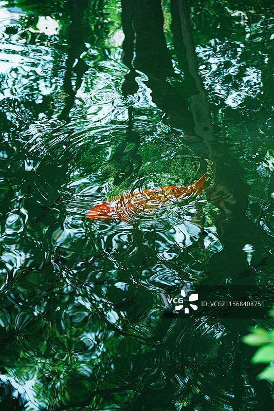 浙江，乌镇，江南水乡，西栅景区图片素材