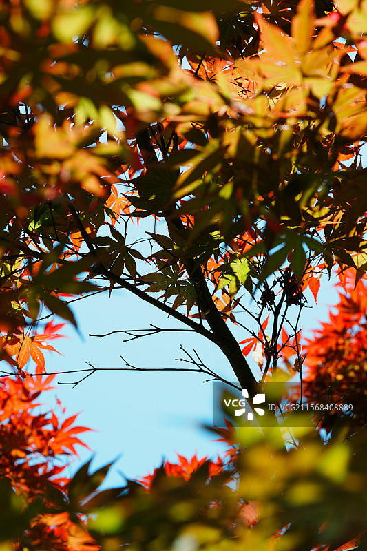 绍兴，大禹陵景区，蔷薇，江南水乡图片素材
