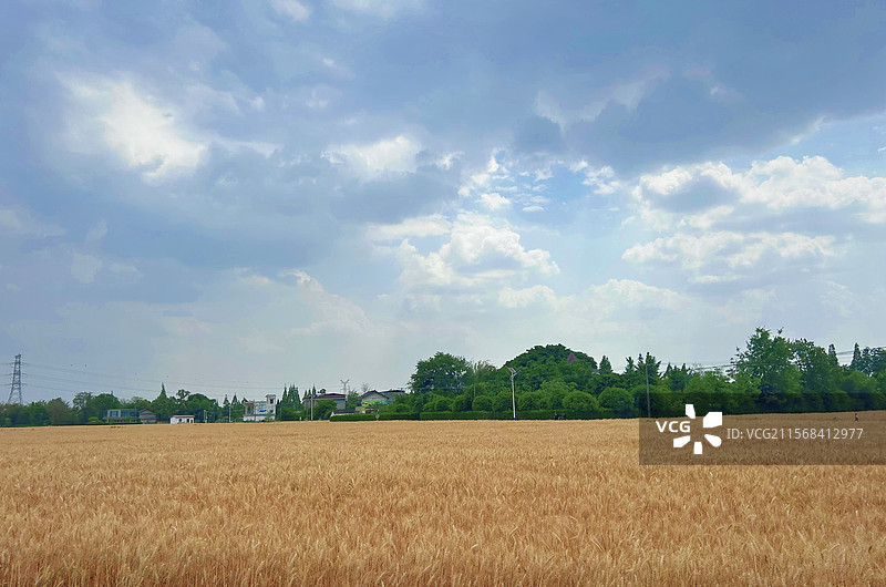 一片金黄的麦田在大地上铺展，边缘绿树环绕，远处房屋、电塔错落，天空白云悠悠，尽显田园静谧。图片素材