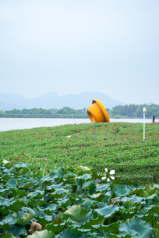 湖州 德清 下渚湖湿地公园  乐岛 花海 百日菊 湖水 大帽子图片素材