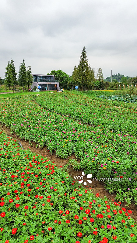湖州 德清 下渚湖湿地公园 乐岛 花海 百日菊 花田图片素材