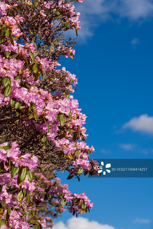 云南迪庆香格里拉老药山春季高原杜鹃图片素材