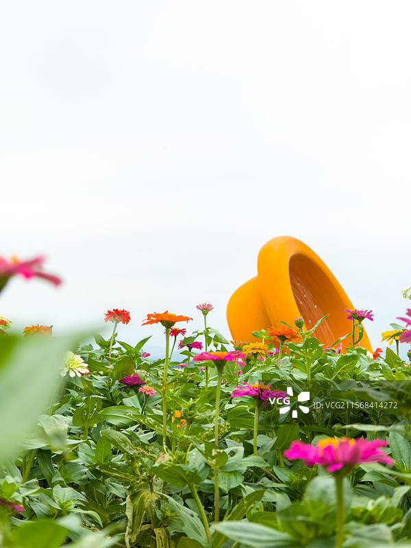 湖州 德清 下渚湖湿地公园 乐岛 花海 百日菊 特写 大帽子图片素材