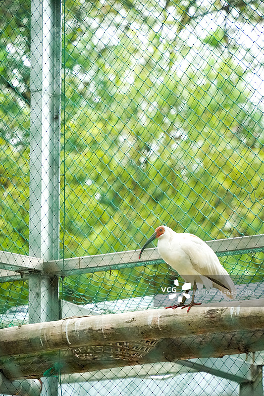 湖州 德清 下渚湖湿地公园 鸟岛 朱鹮 观鸟图片素材