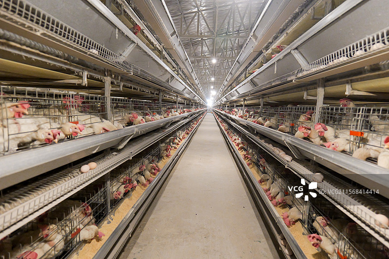 养鸡场鸡蛋畜牧业养殖图片素材