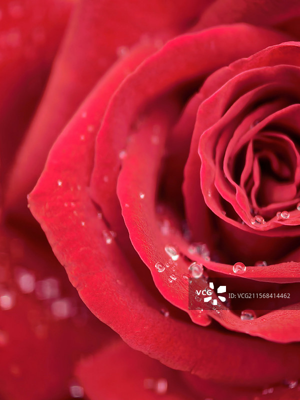 微距下的玫瑰花与露珠特写图片素材