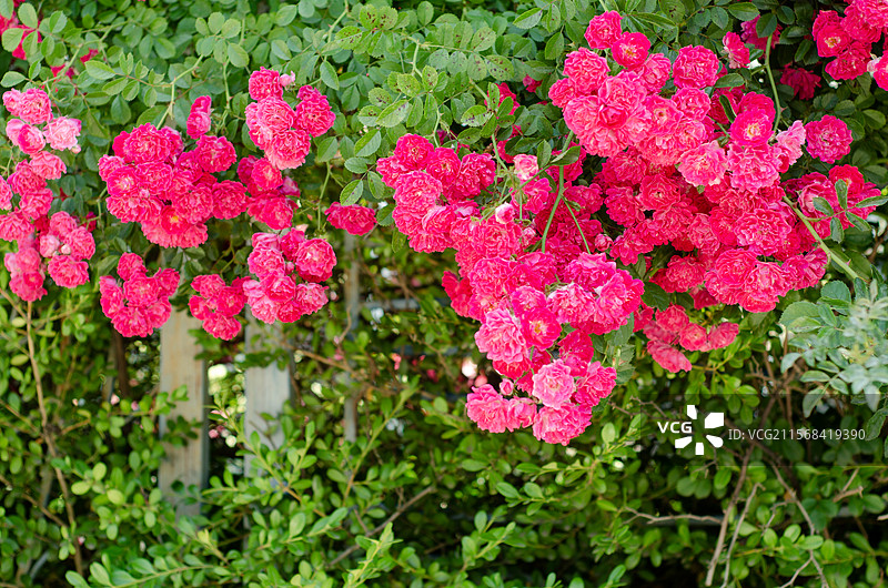 墙边的繁茂的红色蔷薇花花墙图片素材