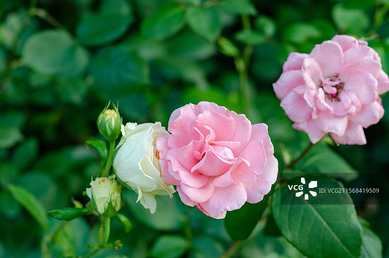 路旁盛开的粉红色月季图片素材