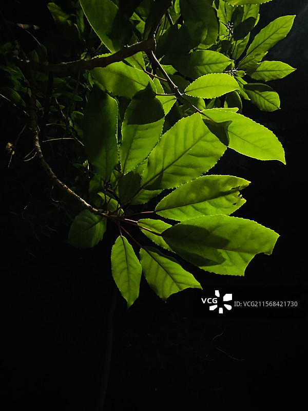 夜幕之下的绿叶图片素材