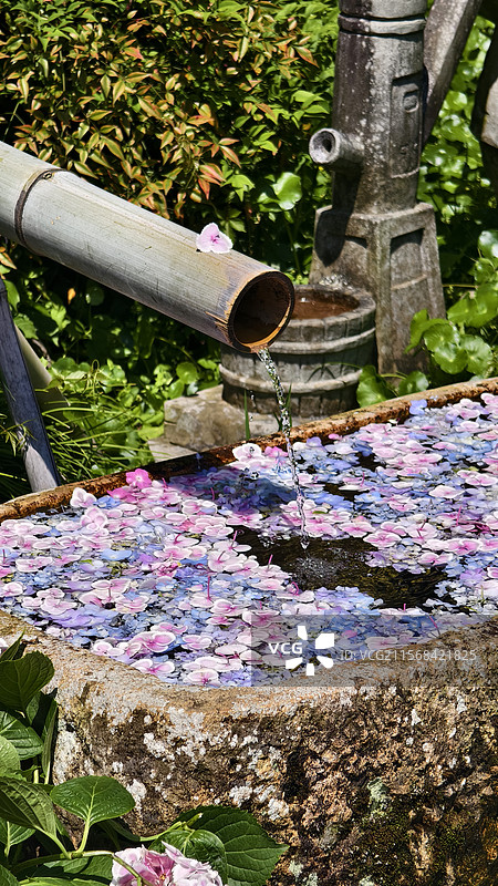 杭州永福寺水池泉水绣球花图片素材