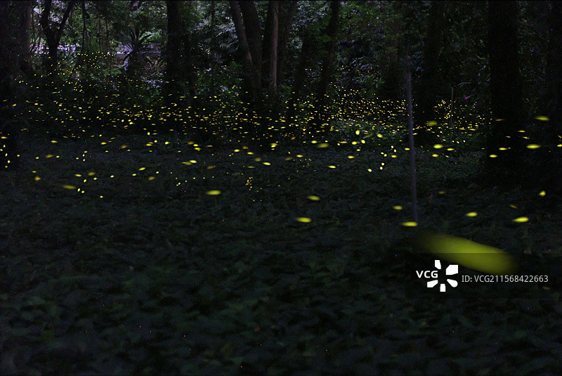 萤火虫之森图片素材